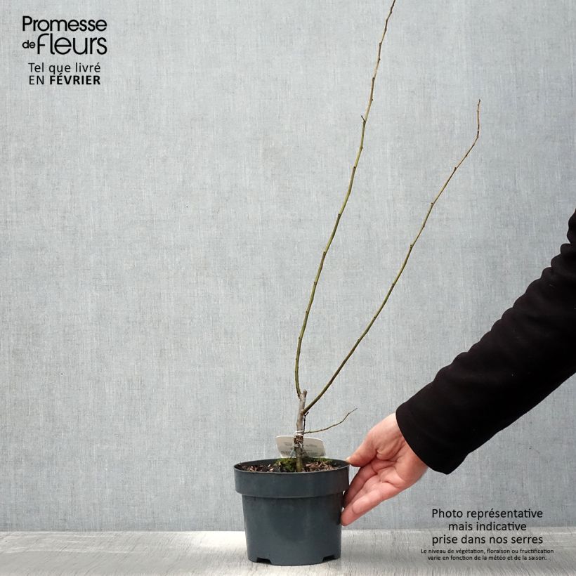Spécimen de Ulmus hollandica Wredei - Orme doré Pot de 3L/4L, greffé sur demi tige 1m. tel que livré en hiver