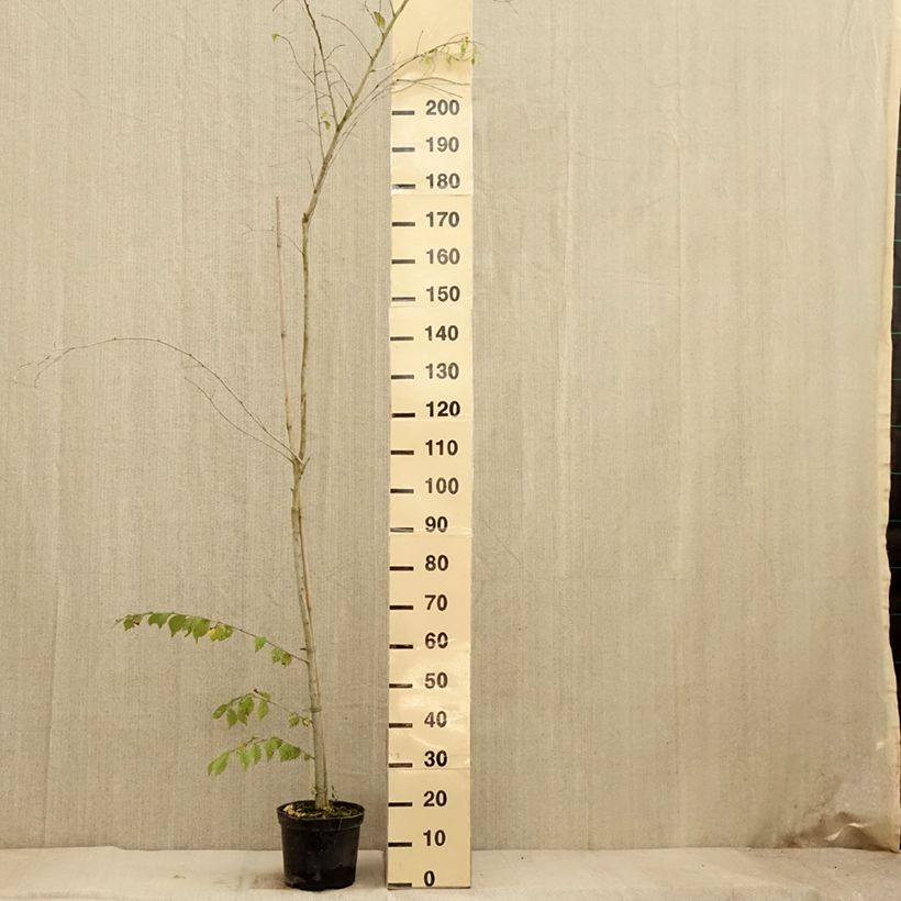 Spécimen de Ulmus minor Argenteovariegata - Orme champêtre panaché Pot de 4L/5L, Tige tel que livré en automne
