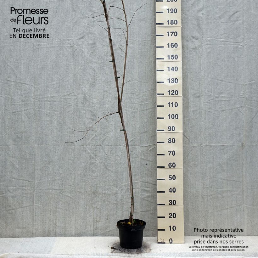Spécimen de Ulmus minor Argenteovariegata - Orme champêtre panaché Pot de 4L/5L, Tige tel que livré en hiver