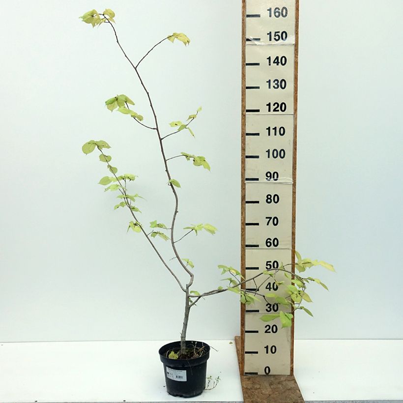 Spécimen de Ulmus minor Louis van Houtte - Orme à petites feuilles Pot de 7,5L/10L tel que livré en été