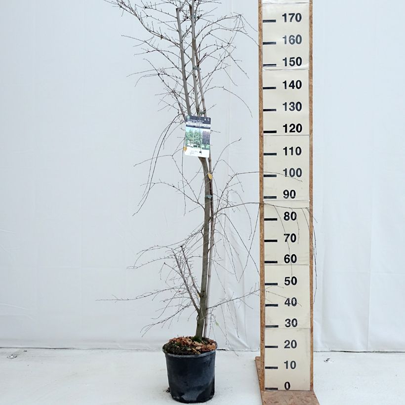 Spécimen de Ulmus minor - Orme champêtre Pot de 7,5L/10L tel que livré en automne