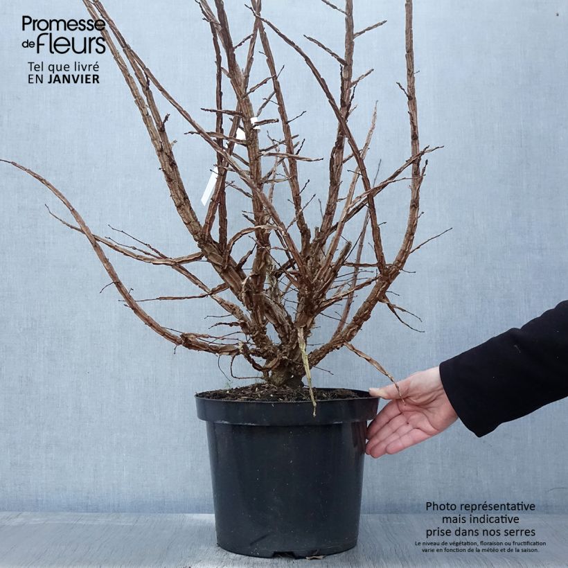 Spécimen de Ulmus minor suberosa - Orme champêtre Pot de 7,5L/10L tel que livré en hiver