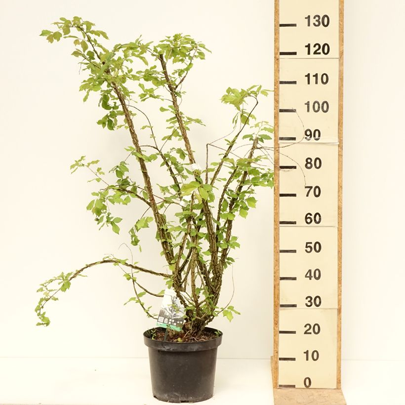 Spécimen de Ulmus minor suberosa - Orme champêtre Pot de 7,5L/10L tel que livré au printemps