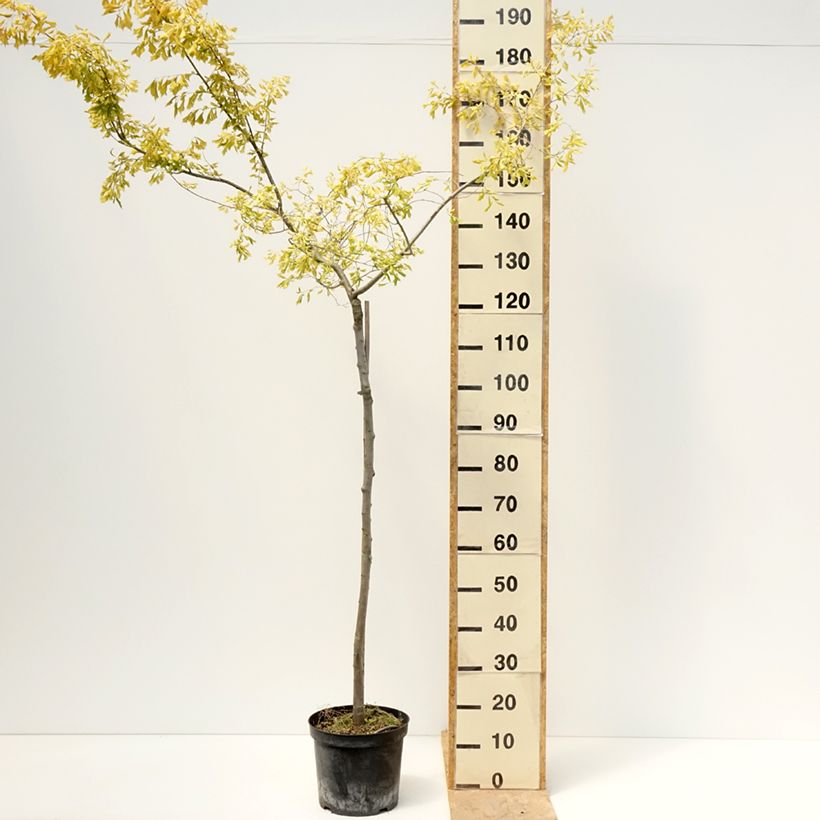 Spécimen de Ulmus  minor Viminalis Aurea - Orme à petites feuilles Pot de 4L/5L, Tige tel que livré au printemps