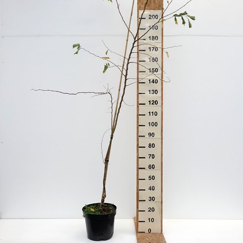 Spécimen de Ulmus minor Webbiana - Orme Pot de 12L/15L, Tige tel que livré en automne