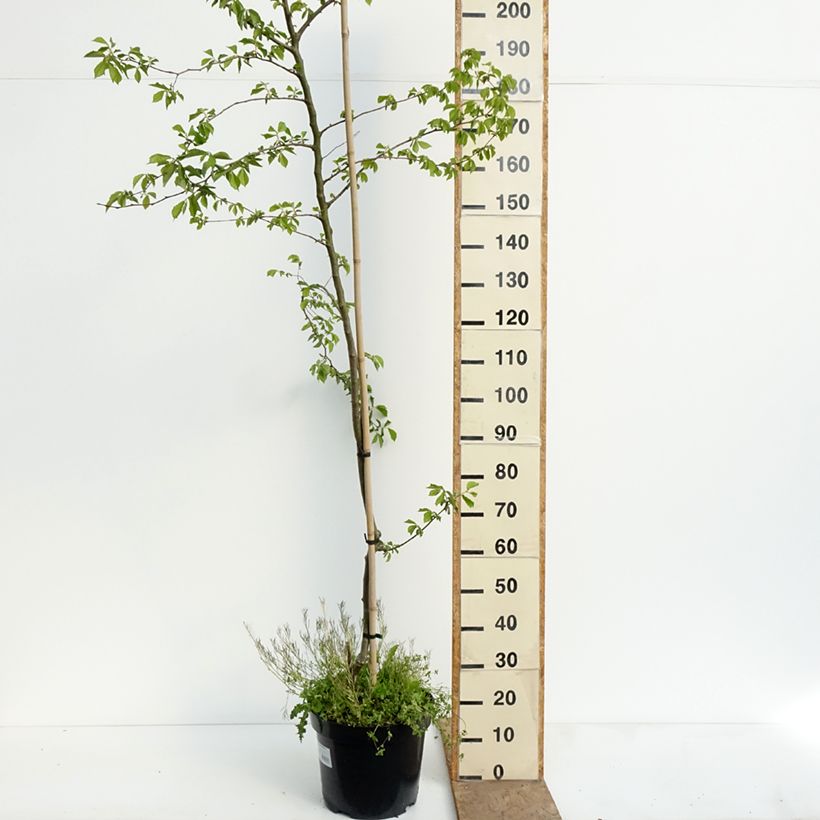 Spécimen de Ulmus minor Webbiana - Orme Pot de 12L/15L, Tige tel que livré au printemps
