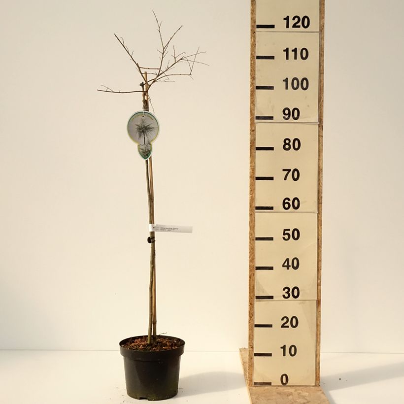 Spécimen de Ulmus parvifolia Geisha - Orme de Chine Pot de 4L/5L, Tige de 80 cm tel que livré en hiver