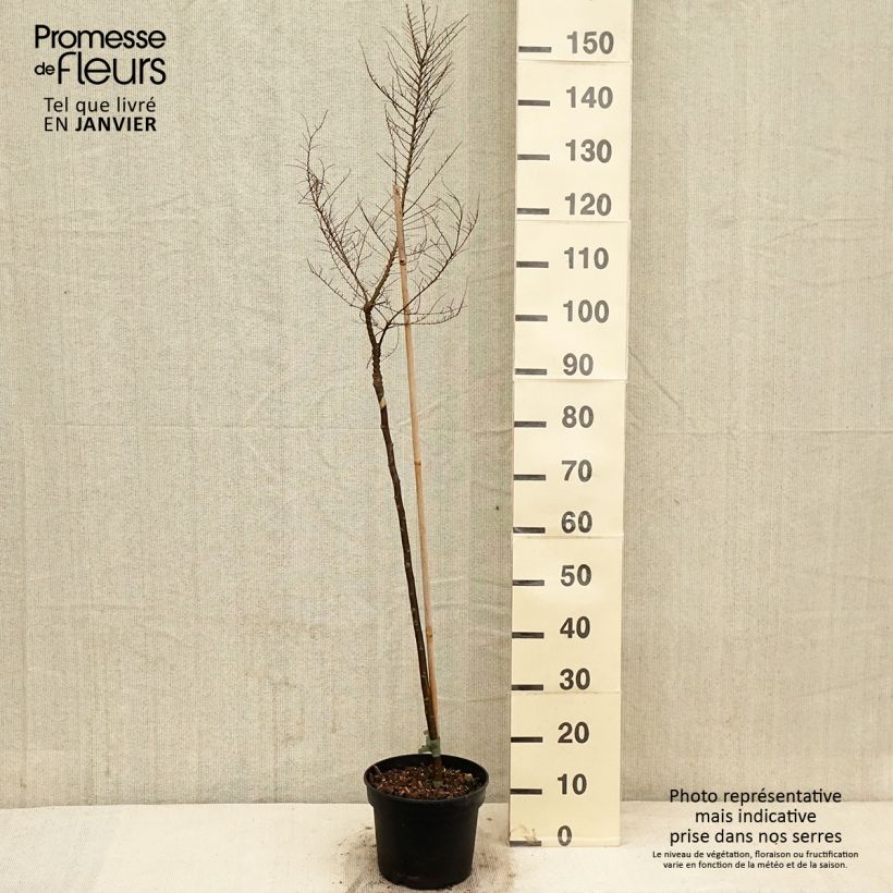 Spécimen de Ulmus parvifolia Seiju - Orme de Chine Pot de 4L/5L, Tige de 80 cm tel que livré en hiver
