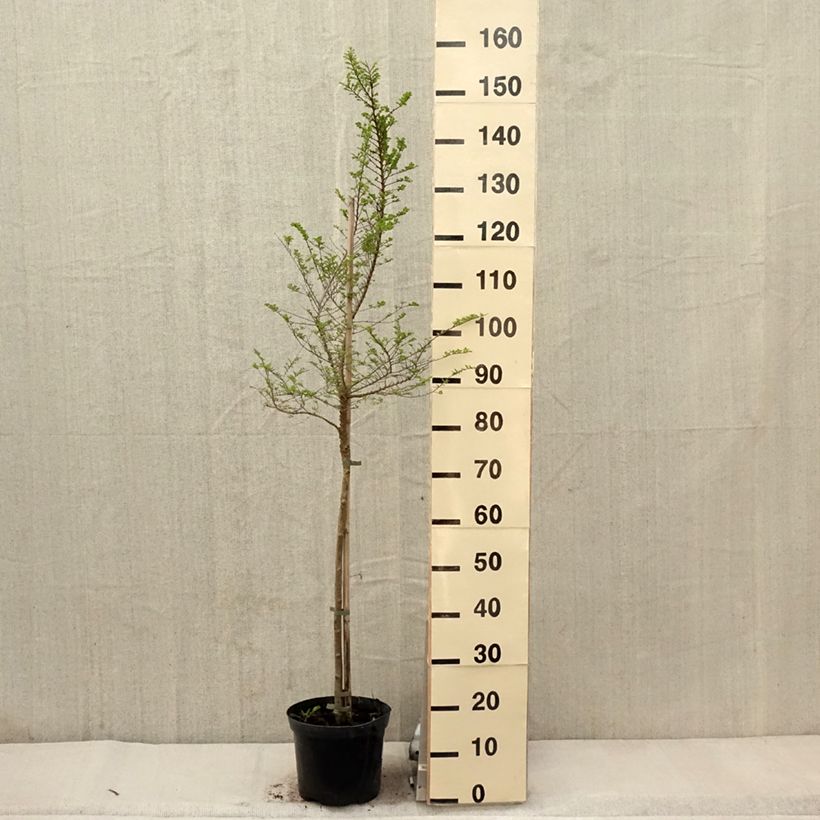 Spécimen de Ulmus parvifolia Seiju - Orme de Chine Pot de 4L/5L, Tige, Tige de 80 cm tel que livré au printemps