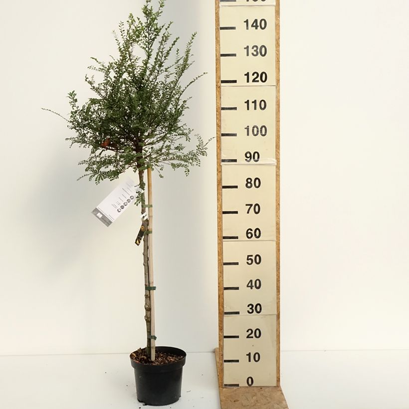 Spécimen de Ulmus parvifolia Seiju - Orme de Chine Pot de 4L/5L, Tige de 80 cm tel que livré en été