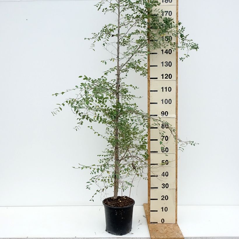 Spécimen de Ulmus pumila - Orme de Sibérie Pot de 7,5L/10L tel que livré en été