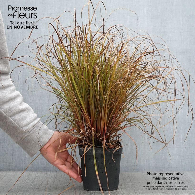 Spécimen de Uncinia rubra Pot de 2L/3L tel que livré en automne