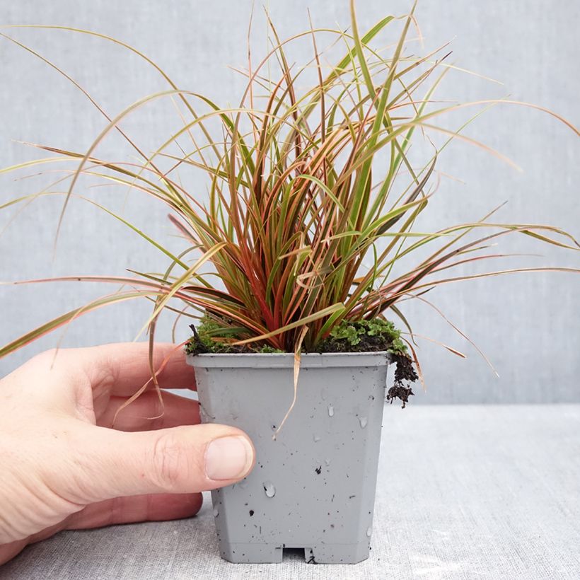 Spécimen de Uncinia rubra Everflame Godet de 8/9 cm tel que livré en hiver