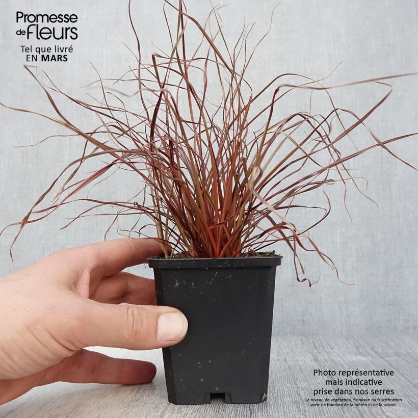 Uncinia rubra Everflame Maceta de 8/9 cm Ejemplar entregado en la primavera