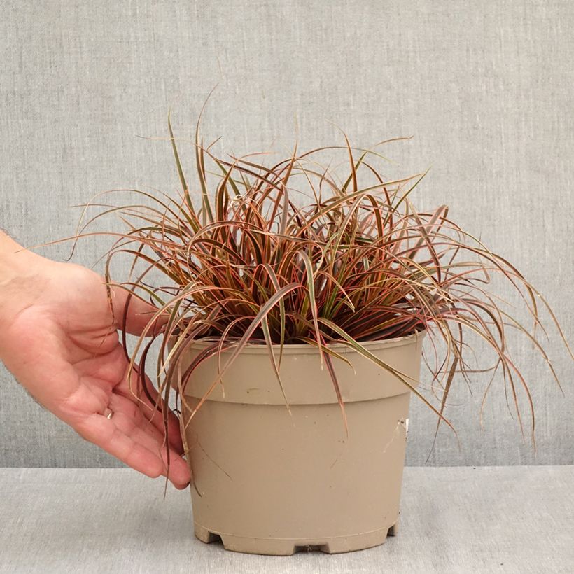 Spécimen de Uncinia rubra Everflame Pot de 2L/3L tel que livré en automne