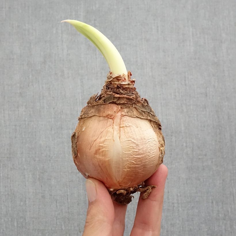 Spécimen de Urginea maritima - Scille de mer tel que livré au printemps