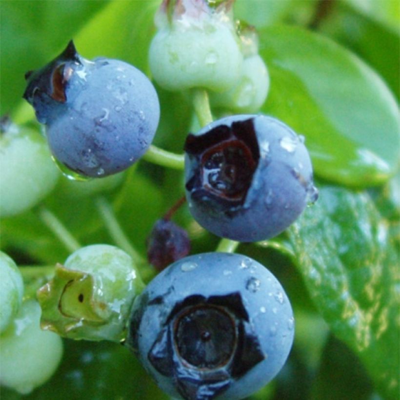 Myrtillier Flamingo - Vaccinium corymbosum (Récolte)