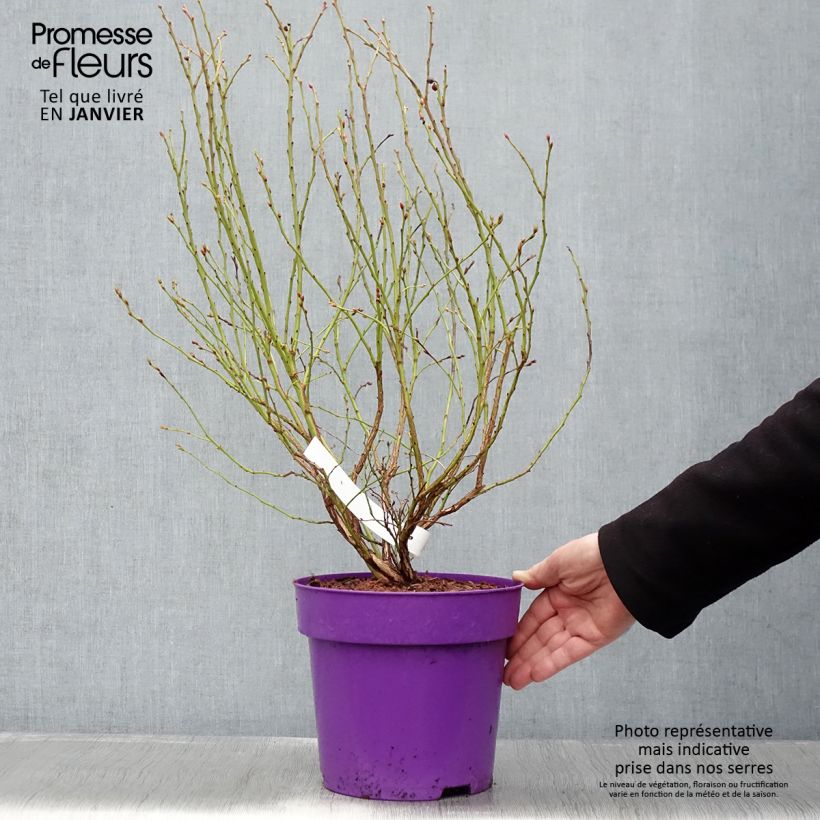 Spécimen de Vaccinium corymbosum Hortblue Petite - myrtillier d'Amérique Pot de 2L/3L, Buisson tel que livré en hiver