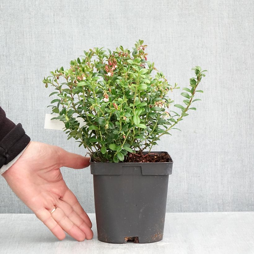 Spécimen de Vaccinium vitis-idaea Miss Cherry - Airelle rouge  Pot de 2L/3L tel que livré en automne