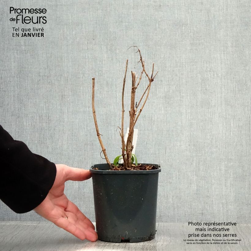 Spécimen de Valériane blanche, Centranthus ruber albus Pot de 2L/3L tel que livré en hiver