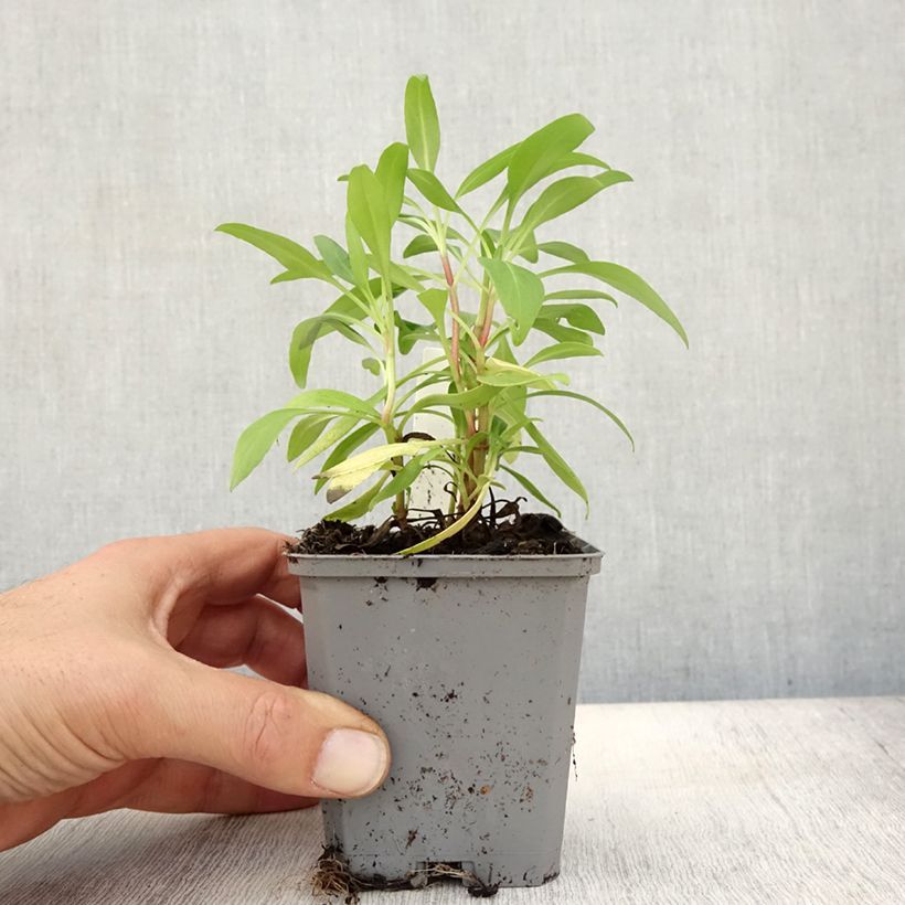 Spécimen de Valériane des jardins - Centranthus ruber Godet de 8/9 cm tel que livré en automne