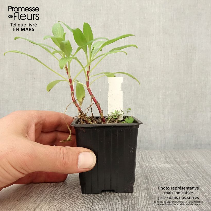 Spécimen de Valériane des jardins - Centranthus ruber Godet de 8/9 cm tel que livré au printemps