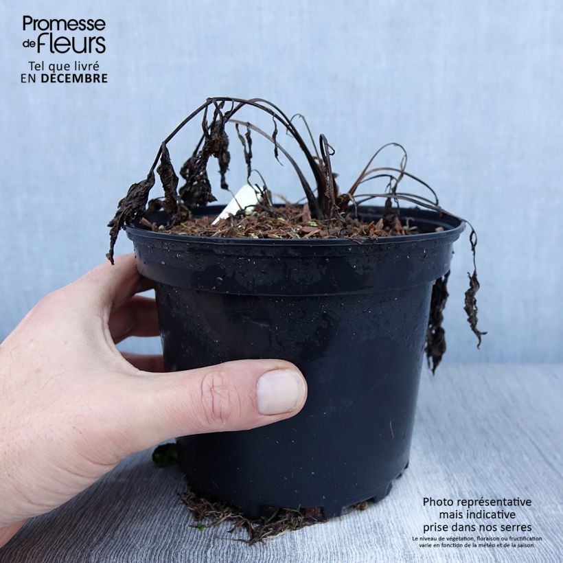 Spécimen de Valériane officinale Pot de 2L/3L tel que livré en hiver