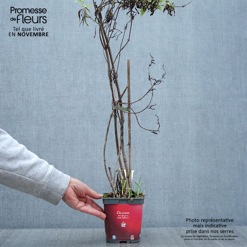 Spécimen de Valériane rouge, Centranthus ruber coccineus Pot de 2L/3L tel que livré en automne