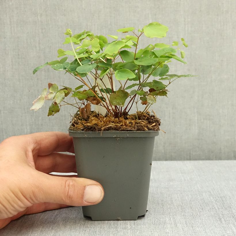 Spécimen de Vancouveria hexandra Godet de 8/9 cm tel que livré en été