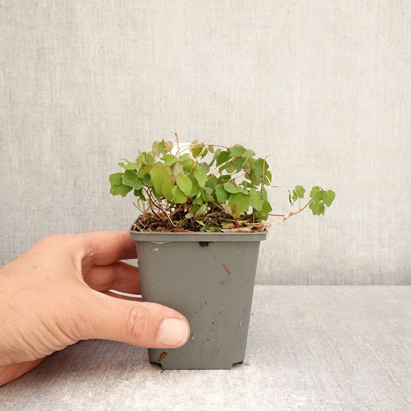 Spécimen de Vancouveria hexandra Godet de 8/9 cm tel que livré au printemps