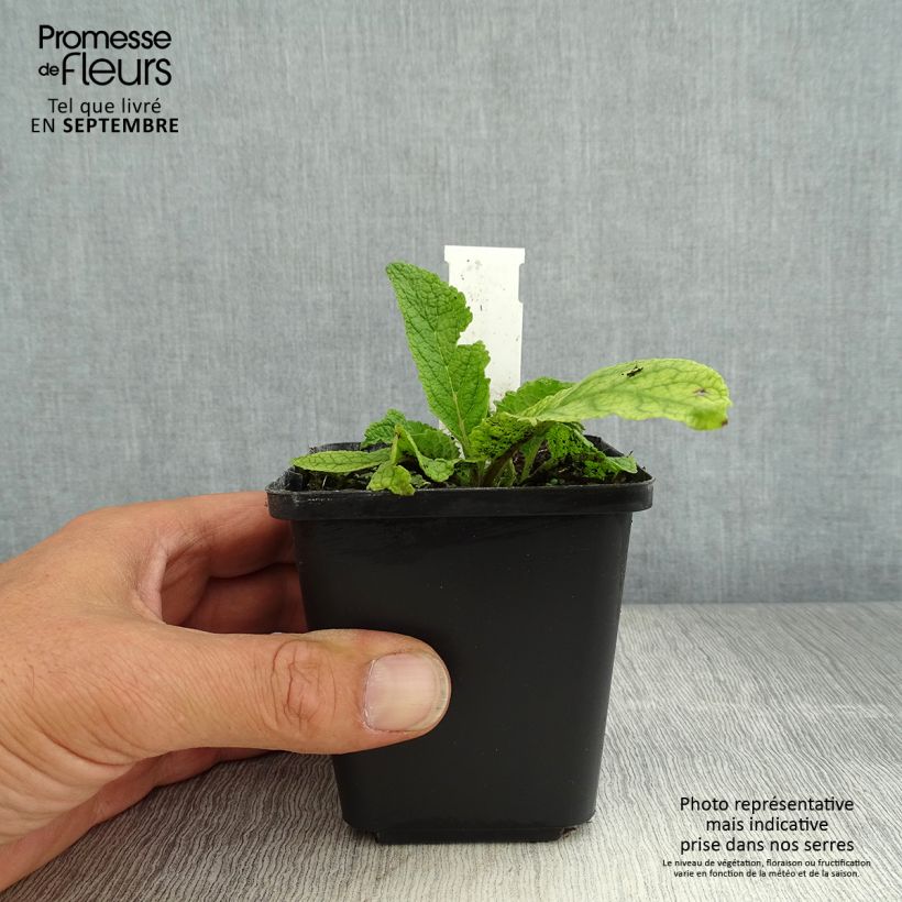 Spécimen de Verbascum chaixii Album - Molène de Chaix Godet de 8/9 cm tel que livré en été
