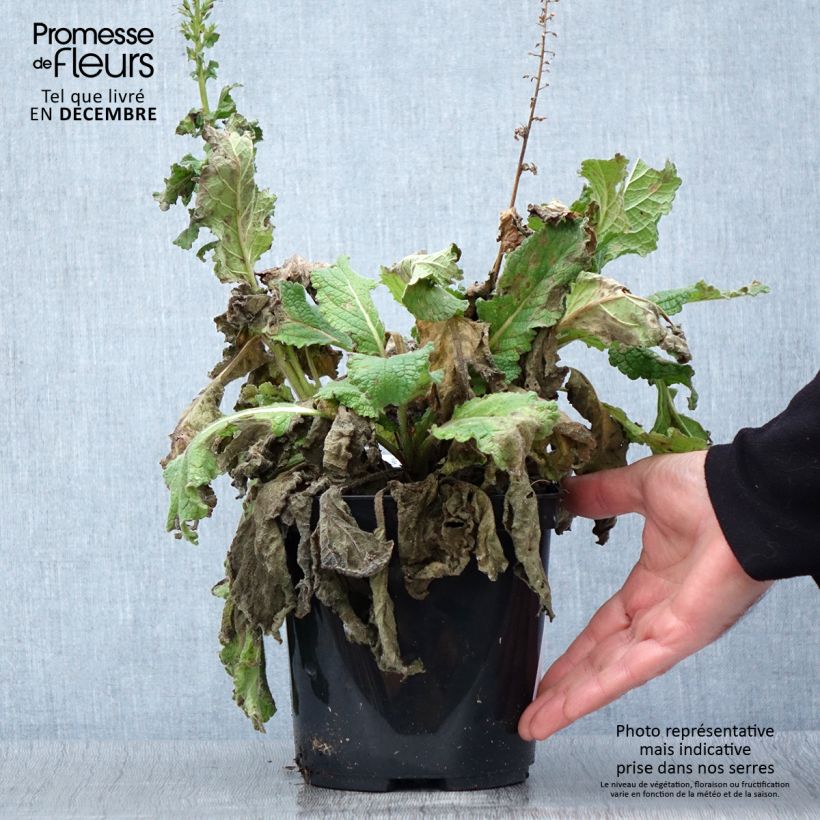 Spécimen de Verbascum Dark Eyes - Molène hybride Pot de 2L/3L tel que livré en automne