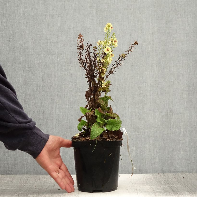 Spécimen de Verbascum Dark Eyes - Molène hybride Pot de 2L/3L tel que livré en été