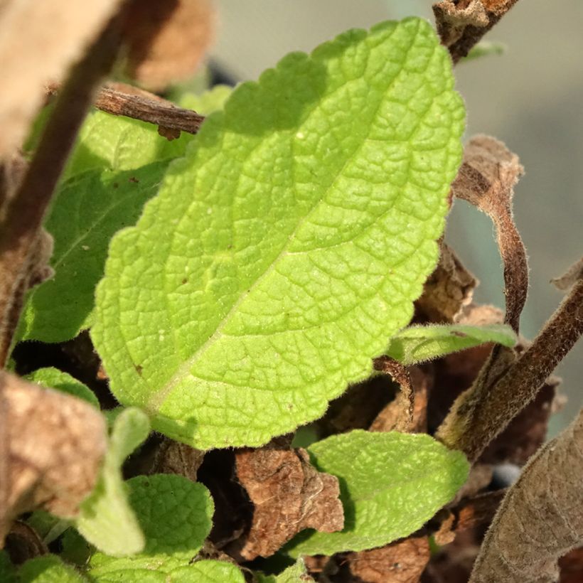 Verbascum Dark Eyes - Molène hybride (Feuillage)