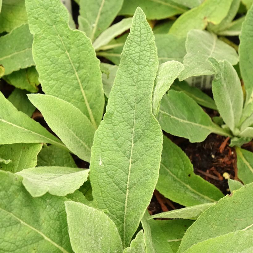 Verbascum Gainsborough – Molène Gainsborough (Feuillage)