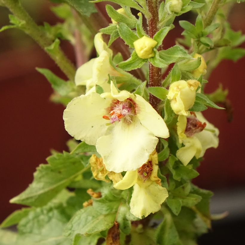 Verbascum Hybride Cotswold Queen (Floraison)