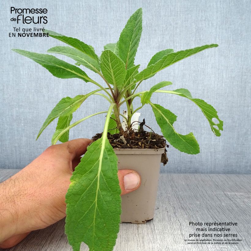 Spécimen de Verbascum Hybride Jackie Godet de 8/9 cm tel que livré en automne