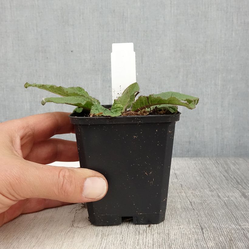 Spécimen de Verbascum hybride Southern Charm - Molène Godet de 8/9 cm tel que livré au printemps