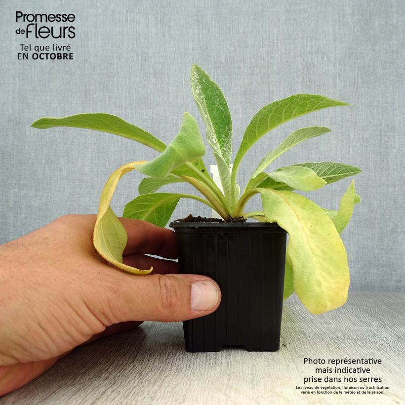 Spécimen de Verbascum olympicum - Molène d'Olympe Godet de 8/9 cm tel que livré en automne