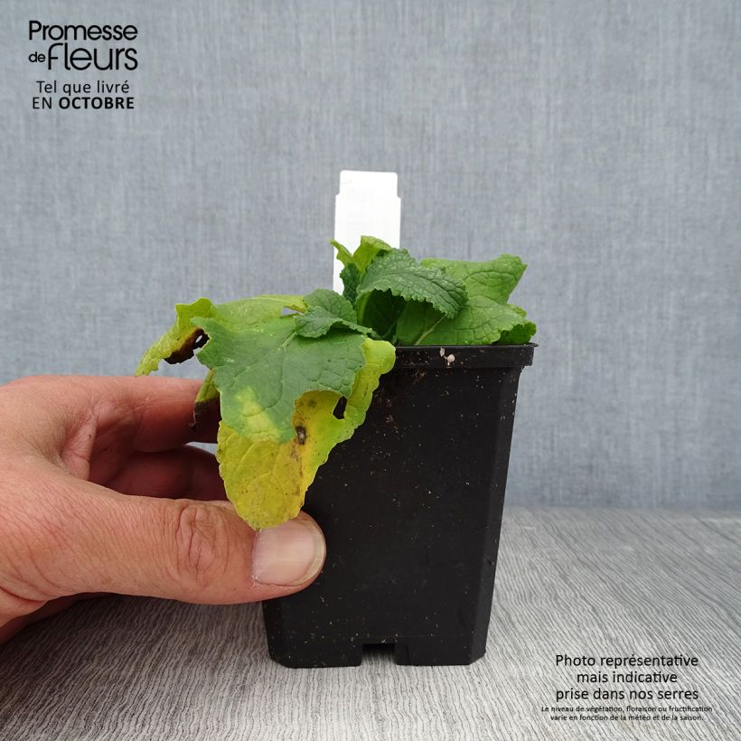 Spécimen de Verbascum phoeniceum Flush of White - Molène Godet de 8/9 cm tel que livré en automne