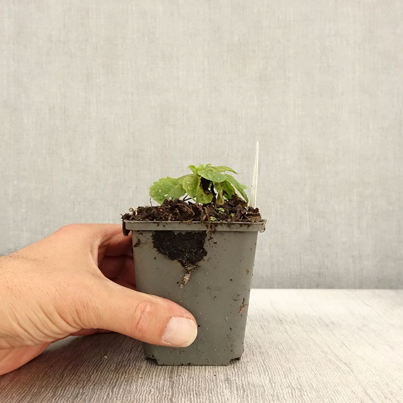 Spécimen de Verbascum White Domino - Molène hybride Godet de 8/9 cm tel que livré en automne
