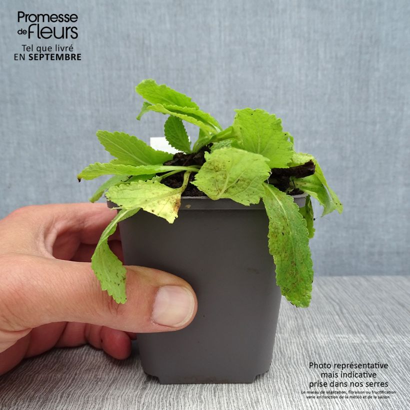 Spécimen de Verbascum White Domino - Molène hybride Godet de 8/9 cm tel que livré en été
