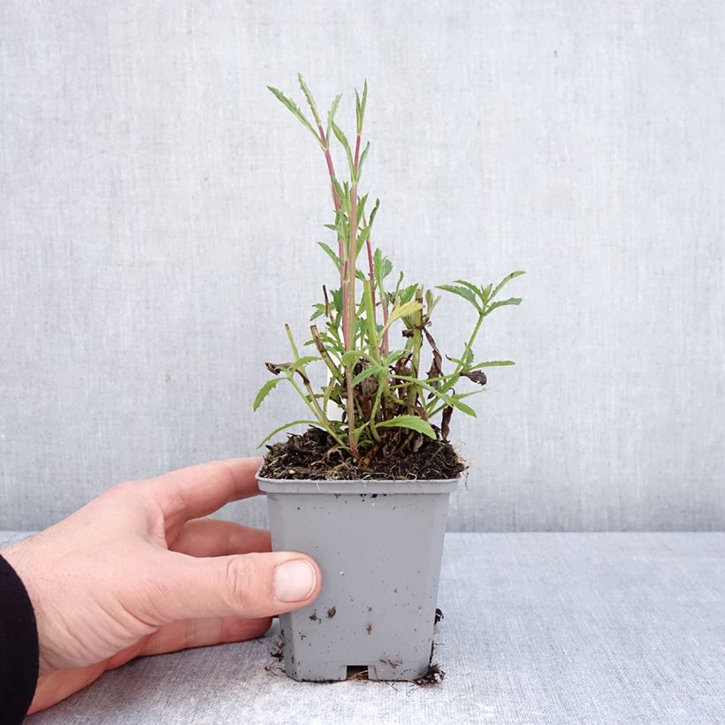 Spécimen de Verbena bonariensis Vanity - Verveine de Buenos Aires Godet de 8/9 cm tel que livré au printemps