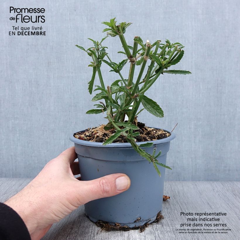 Spécimen de Verbena bonariensis - Verveine de Buenos Aires Pot de 2L/3L tel que livré en automne