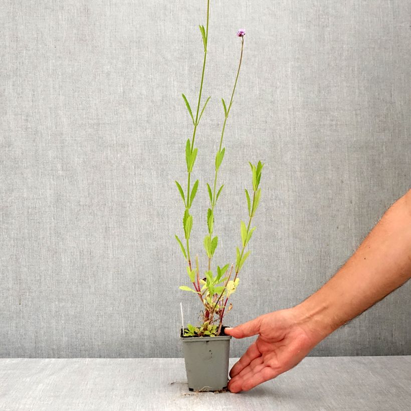 Spécimen de Verbena bonariensis - Verveine de Buenos Aires Godet de 8/9 cm tel que livré en automne