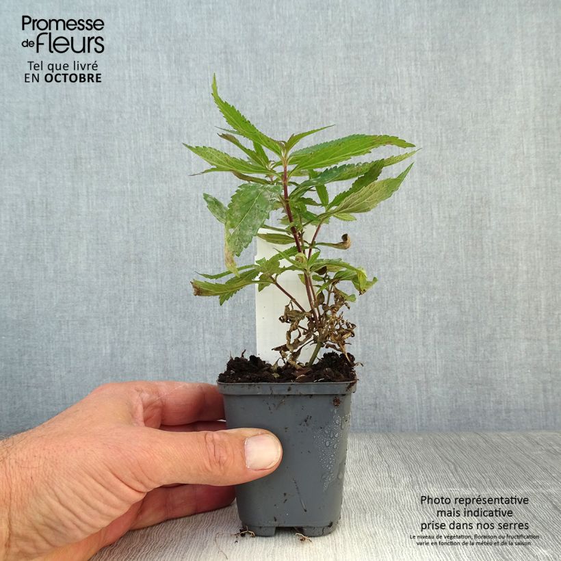 Spécimen de Verbena hastata Blue Spires - Verveine hastée Godet de 8/9 cm tel que livré en automne