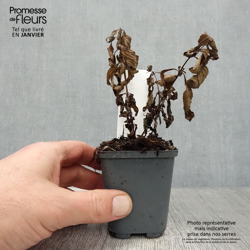 Spécimen de Verbena hastata Blue Spires - Verveine hastée Godet de 8/9 cm tel que livré en hiver