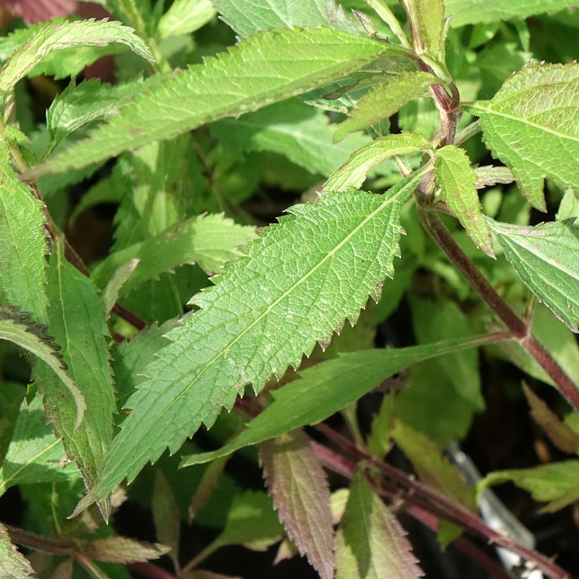 Verbena hastata Blue Spires - Verveine hastée (Feuillage)