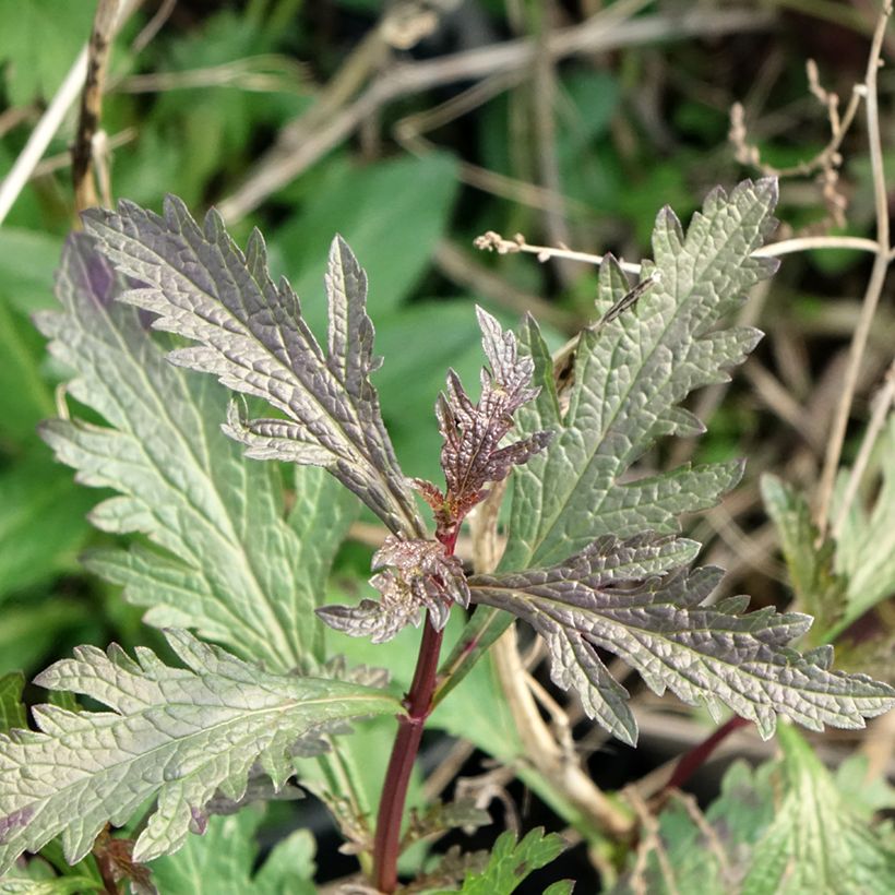 Verbena officinalis Bampton - Verveine officinale (Feuillage)