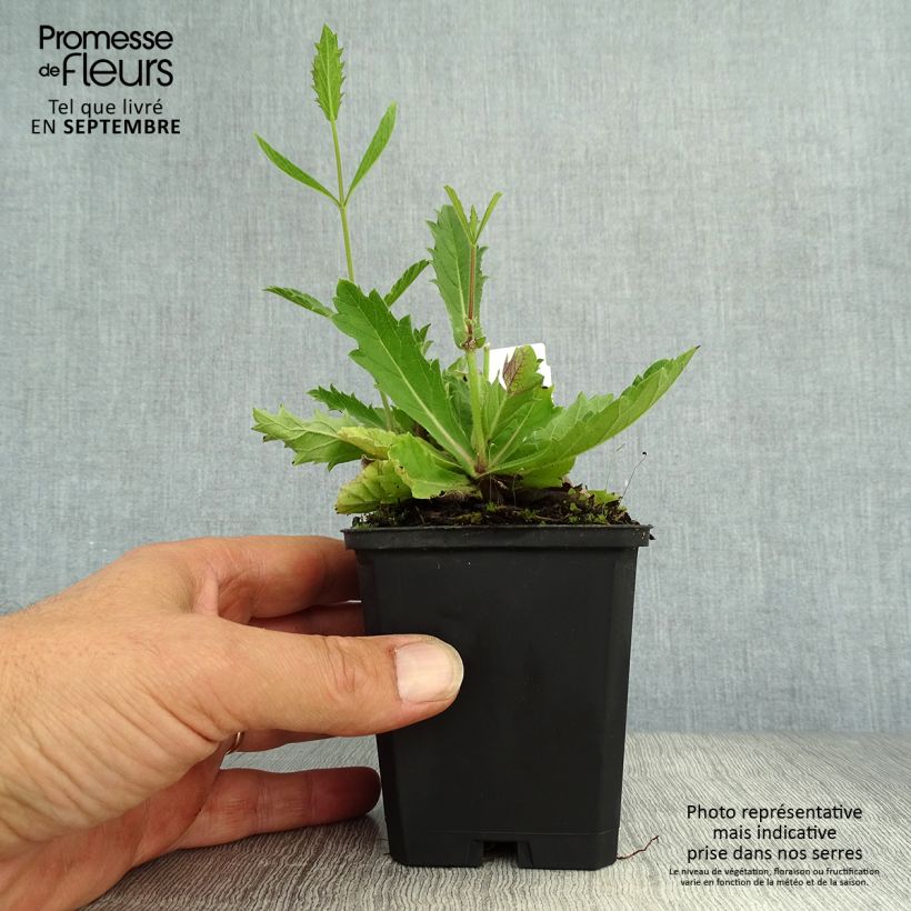 Spécimen de Verbena rigida Polaris, Verveine Godet de 8/9 cm tel que livré en automne